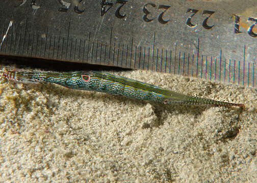 Image of <i>Tozeuma pavoninum</i>