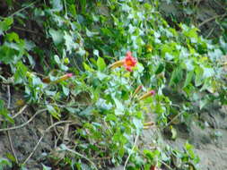 Image of Mexican blood-trumpet