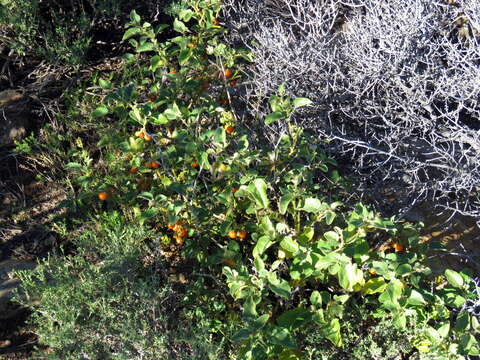 Image of Solanum tomentosum L.