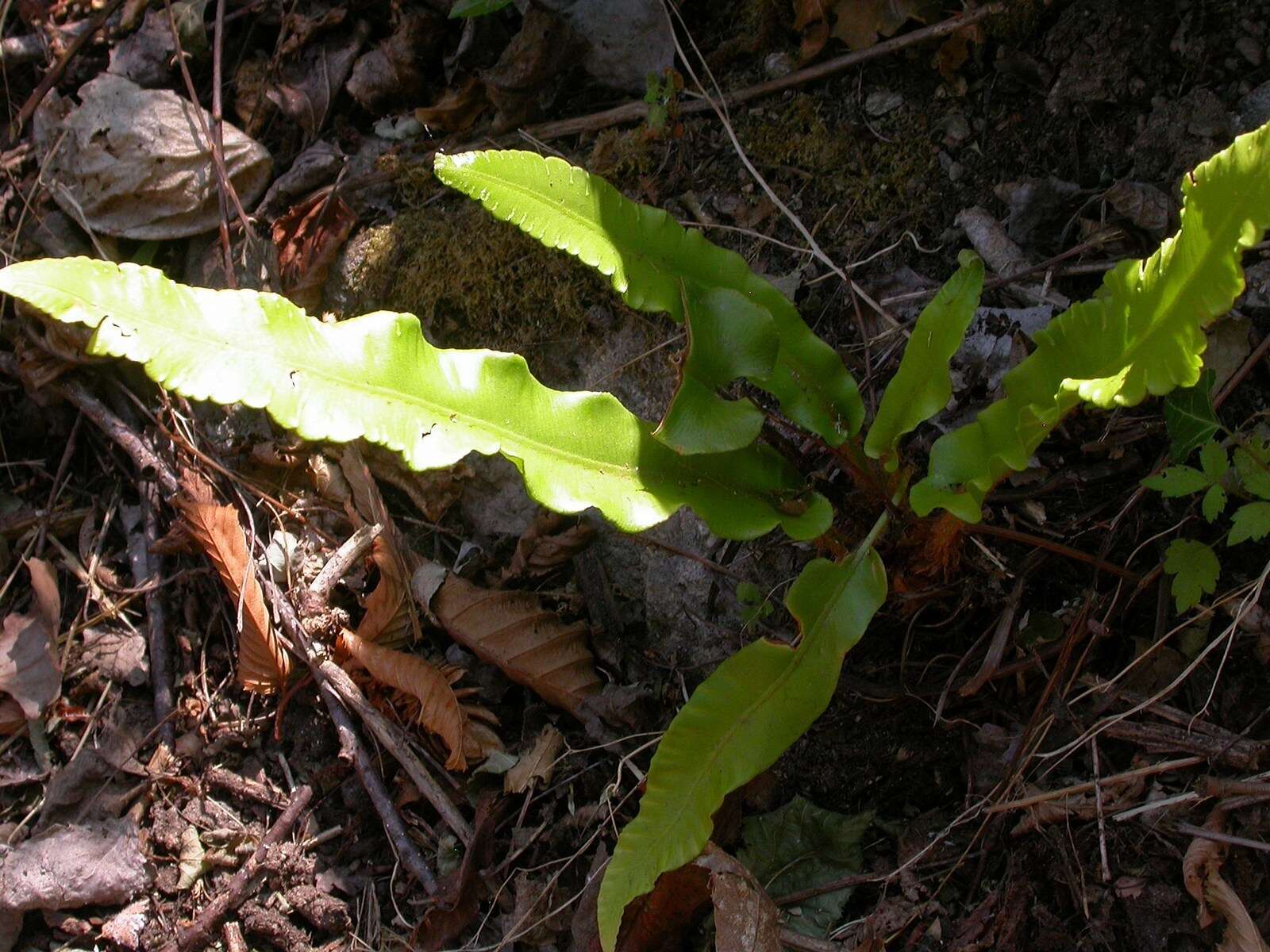 Image of Hart's tonguefern