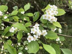 Image of green hawthorn