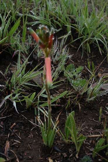 Aloe kniphofioides Baker resmi