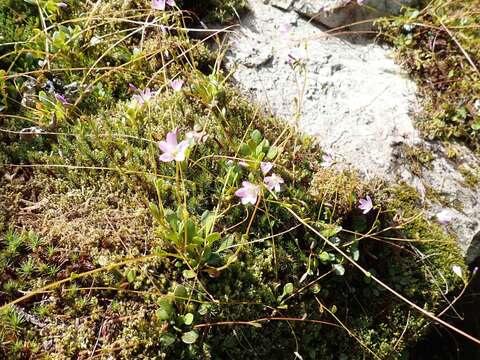 Montia parvifolia (Moc. ex DC.) Greene resmi