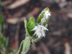 صورة Pimelea octophylla R. Br.