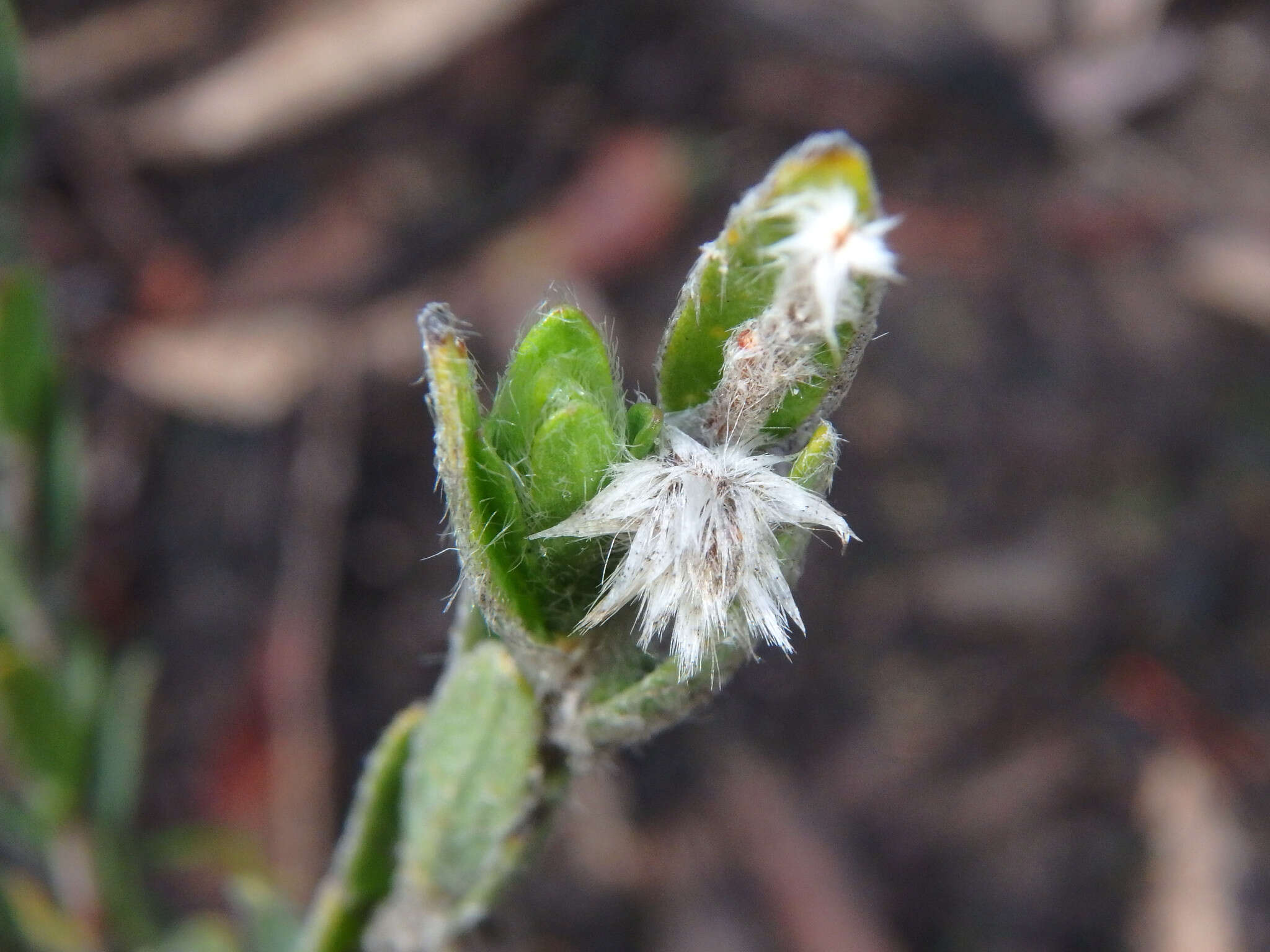 صورة Pimelea octophylla R. Br.