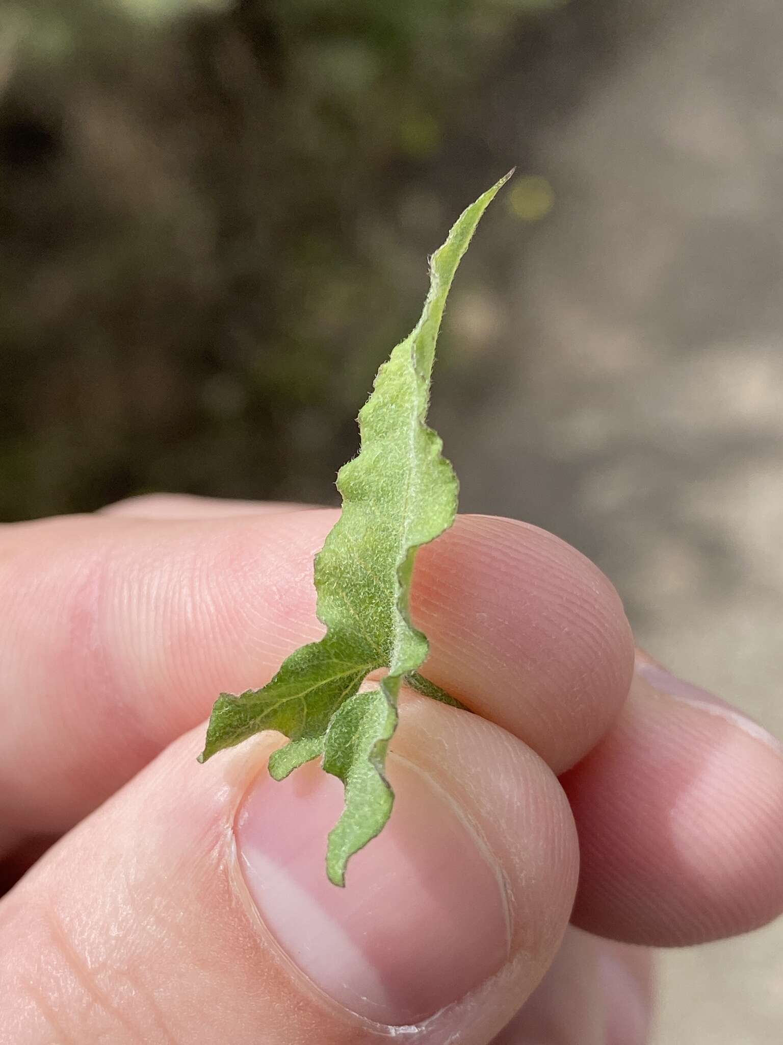 Image of island false bindweed