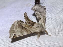 Image of Pudefacted Apatelodes Moth