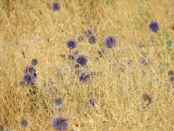 Image de Echinops adenocaulos Boiss.