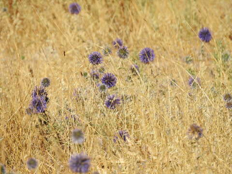 Image of Echinops adenocaulos Boiss.