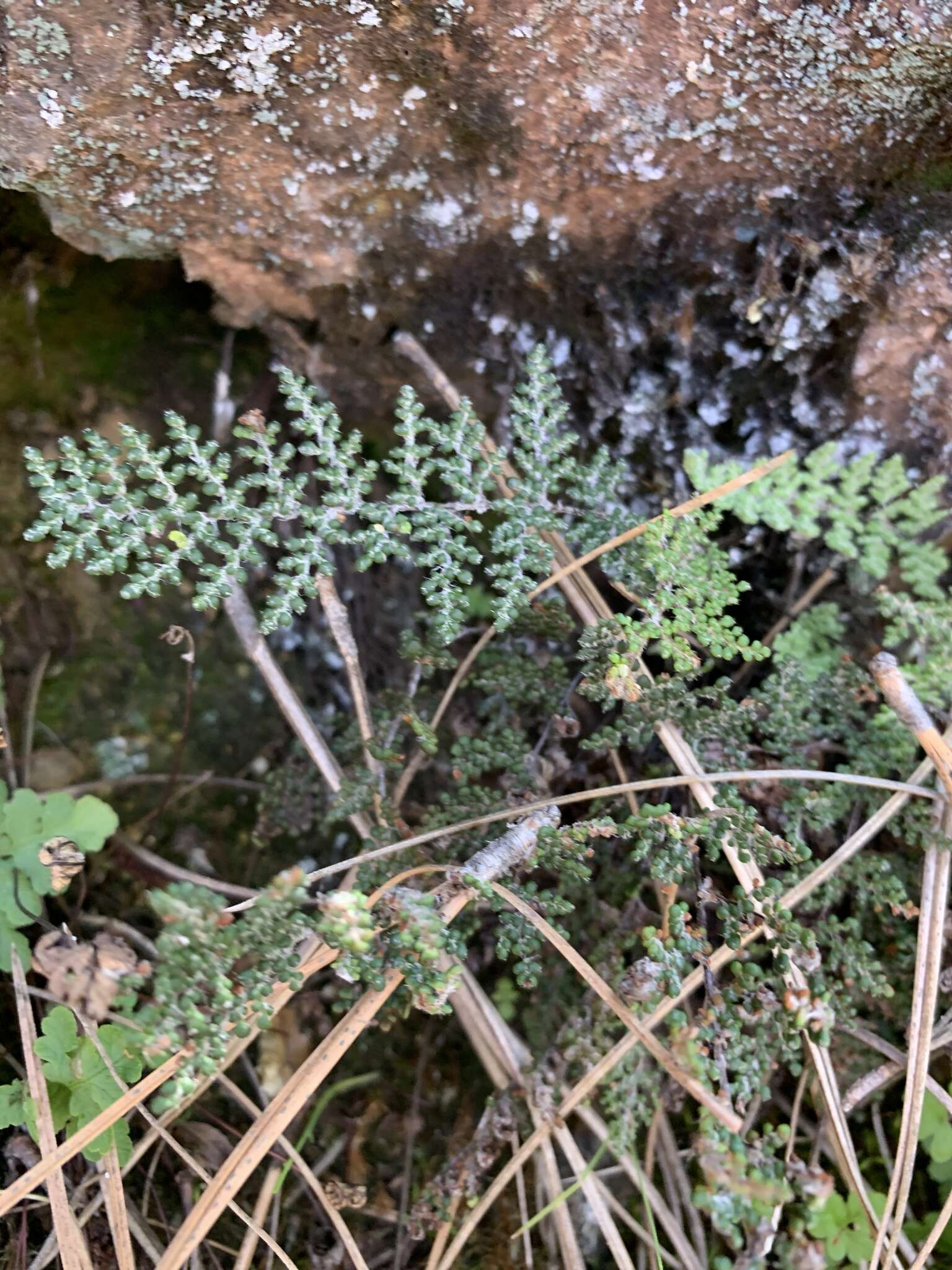 Sivun Myriopteris intertexta (Maxon) Grusz & Windham kuva