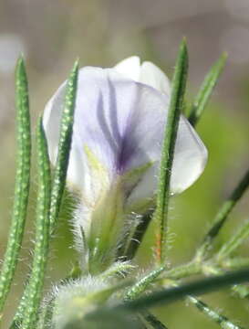 Image de Psoralea floccosa