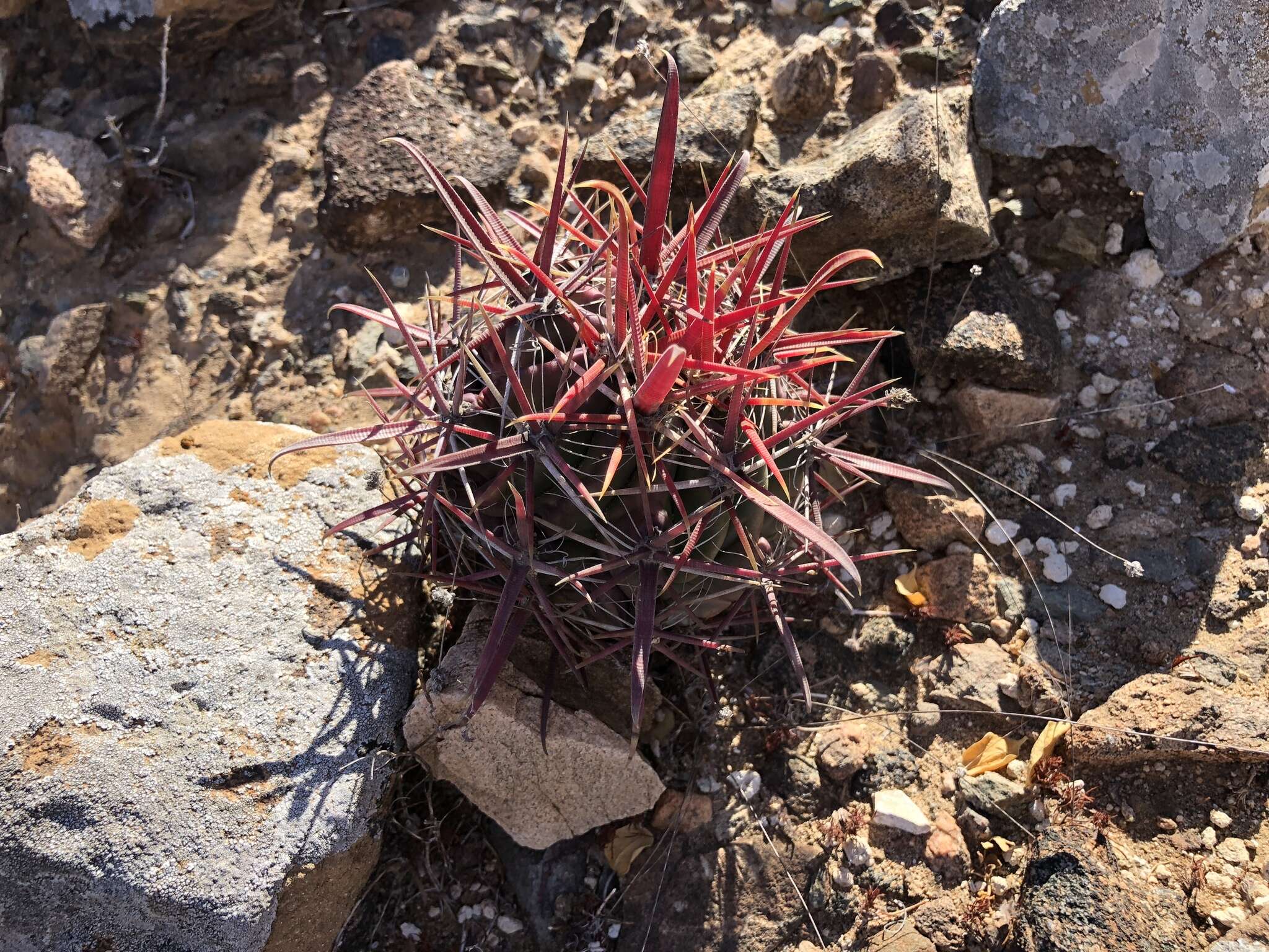 Image of Fire Barrel Cactus