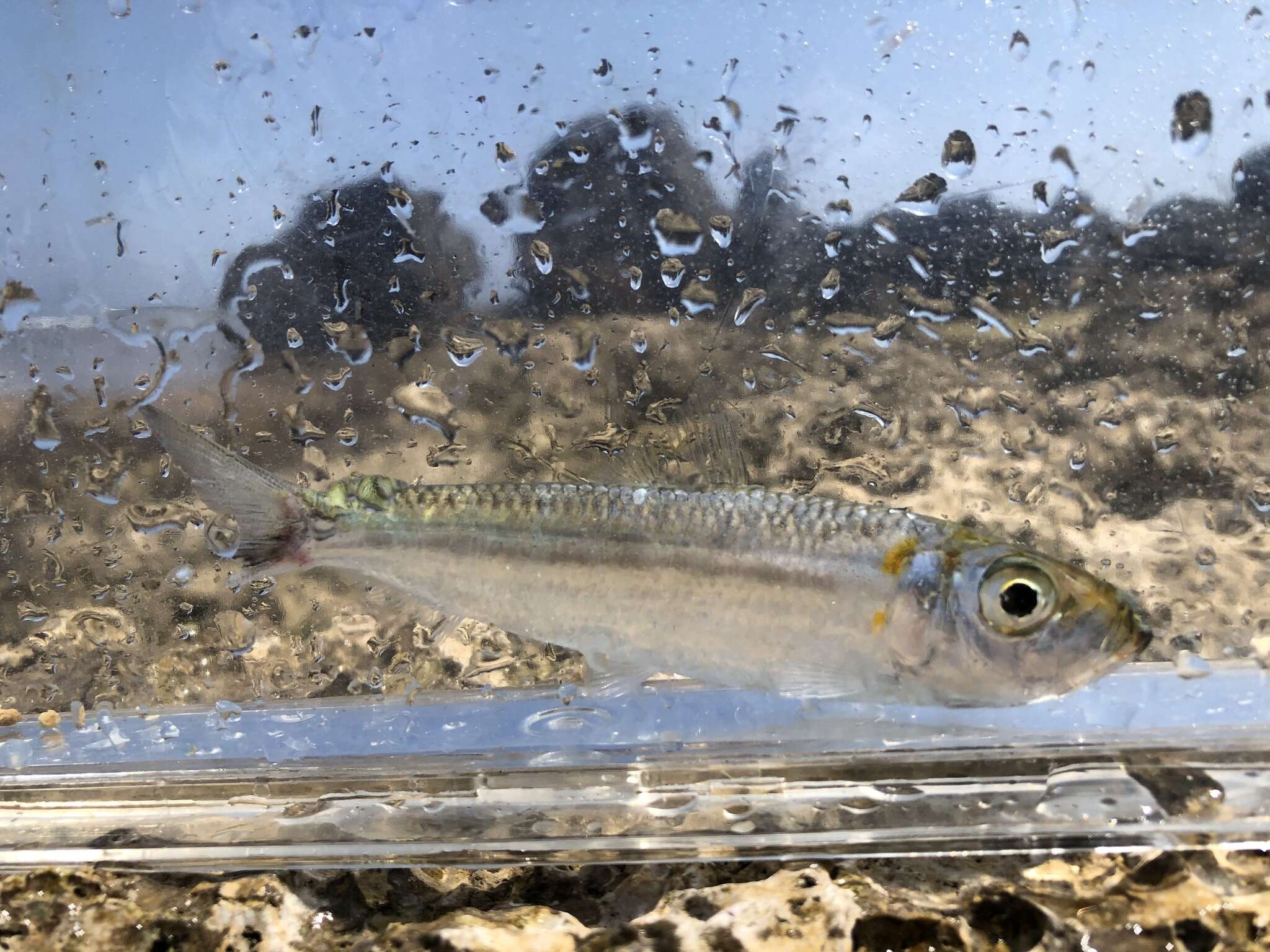 Image of Blueline herring