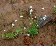 Image de Eriocaulon stellulatum Körn.