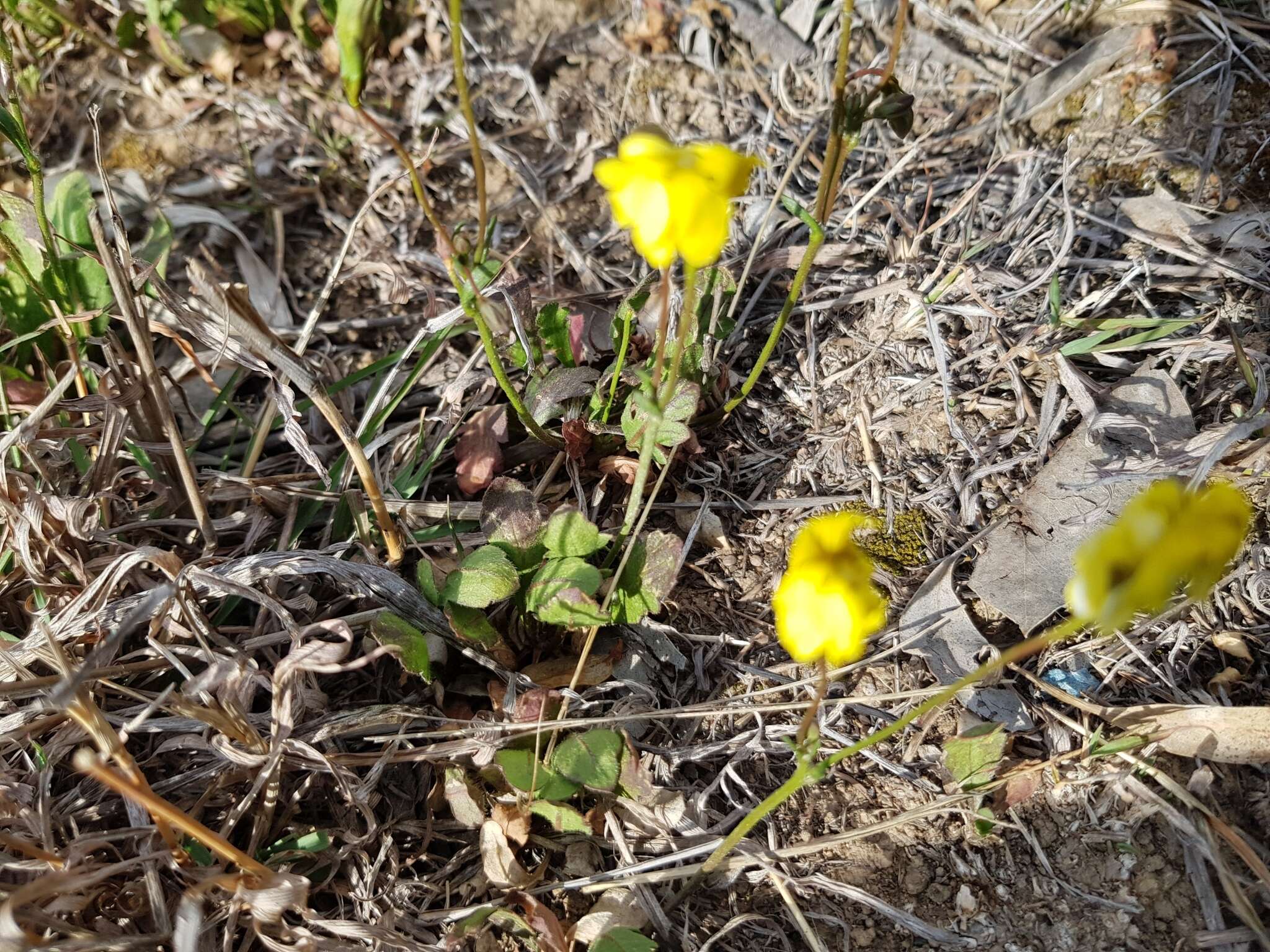 Image of Goodenia pinnatifida Schltdl.