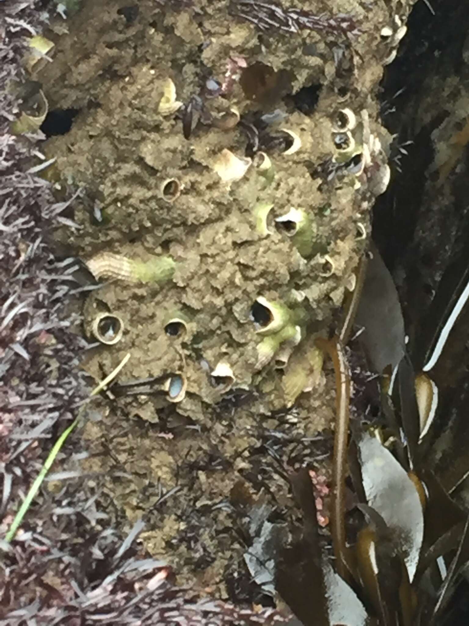 Image of scaly worm shell