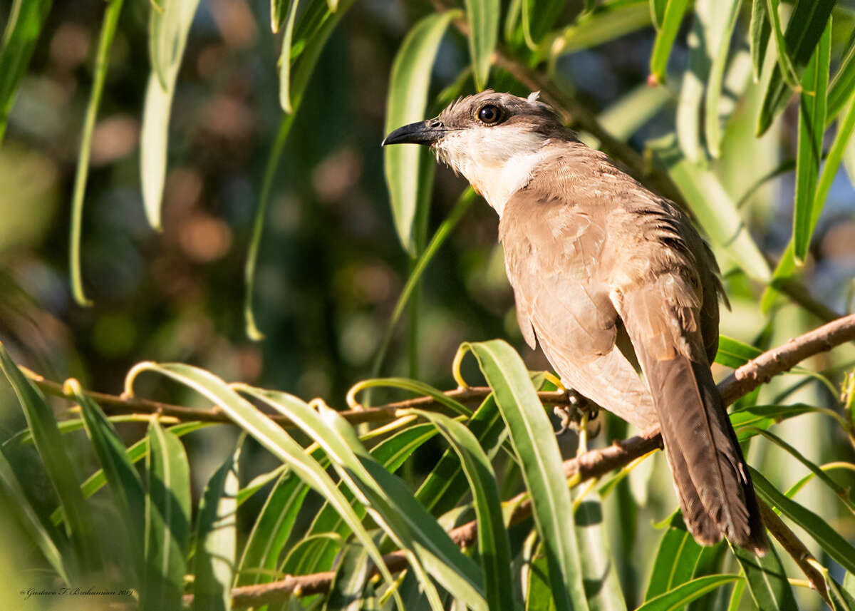 Image of Dark-billed Cuckoo