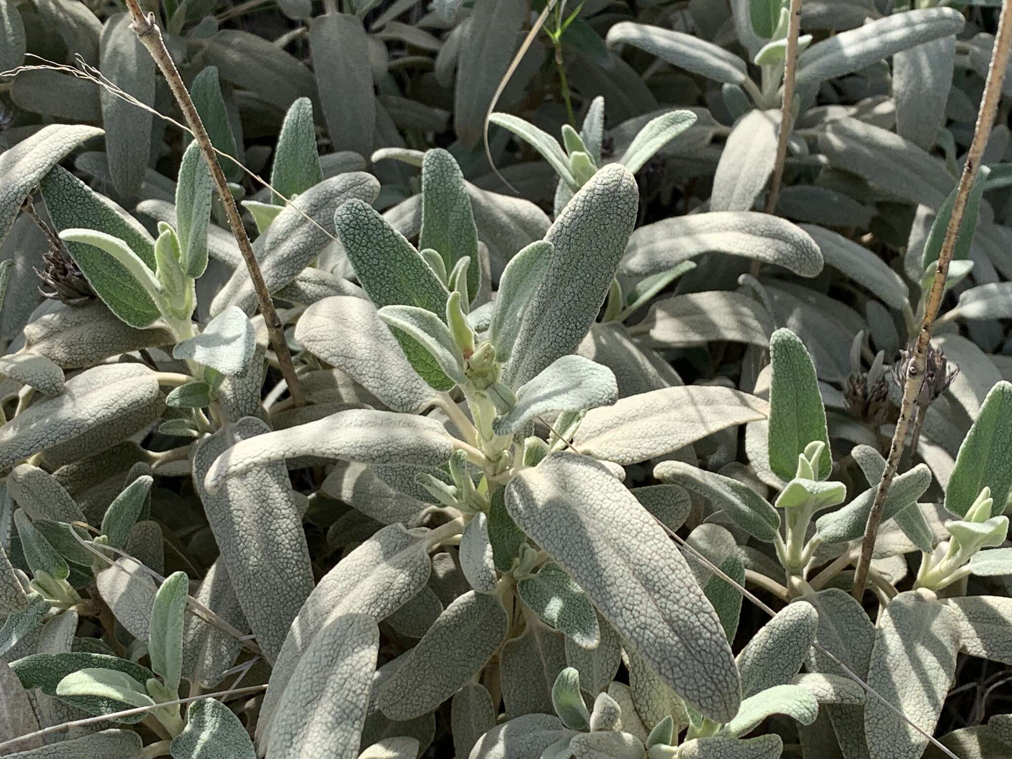 Image of Phlomis purpurea subsp. purpurea