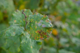 Image of Erysiphe corylacearum U. Braun & S. Takam. 2002