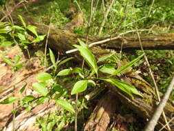 Imagem de Euonymus atropurpureus var. atropurpureus