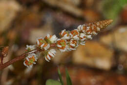 Image of Sesamoides purpurascens (L.) G. López González