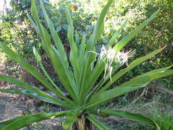 Image of Mangrove lily