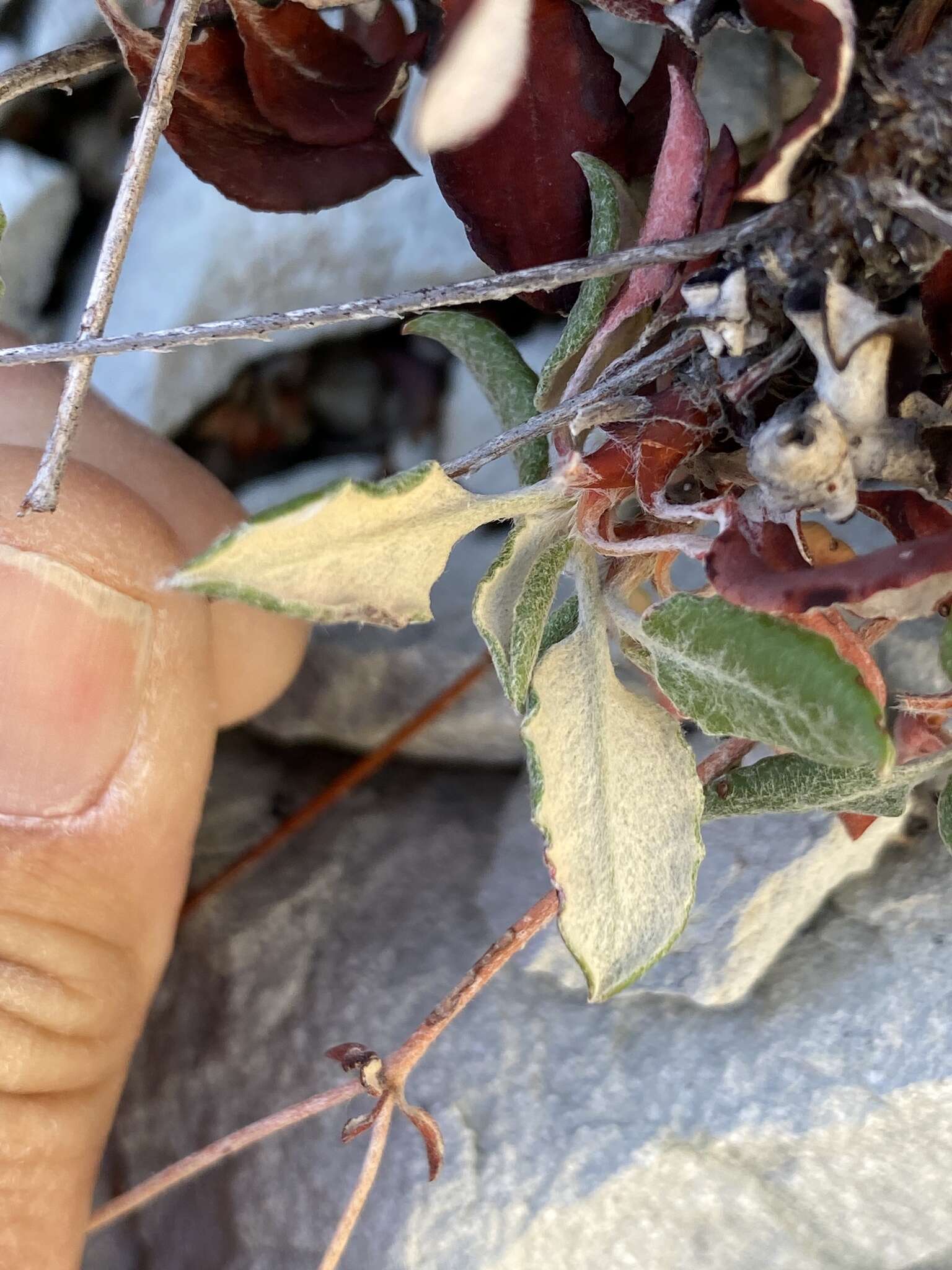 Image of James' buckwheat