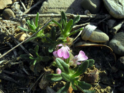 Image of Ajuga iva var. iva