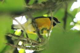 Image of Tawny-capped Euphonia