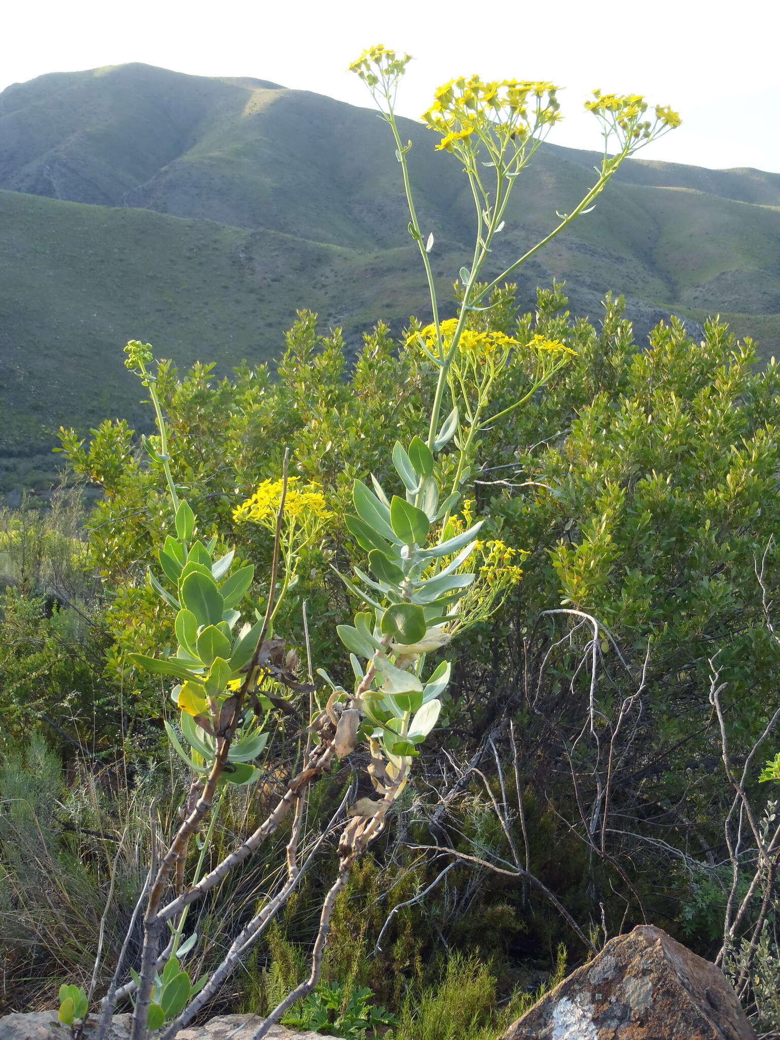 Image of Othonna parviflora L.