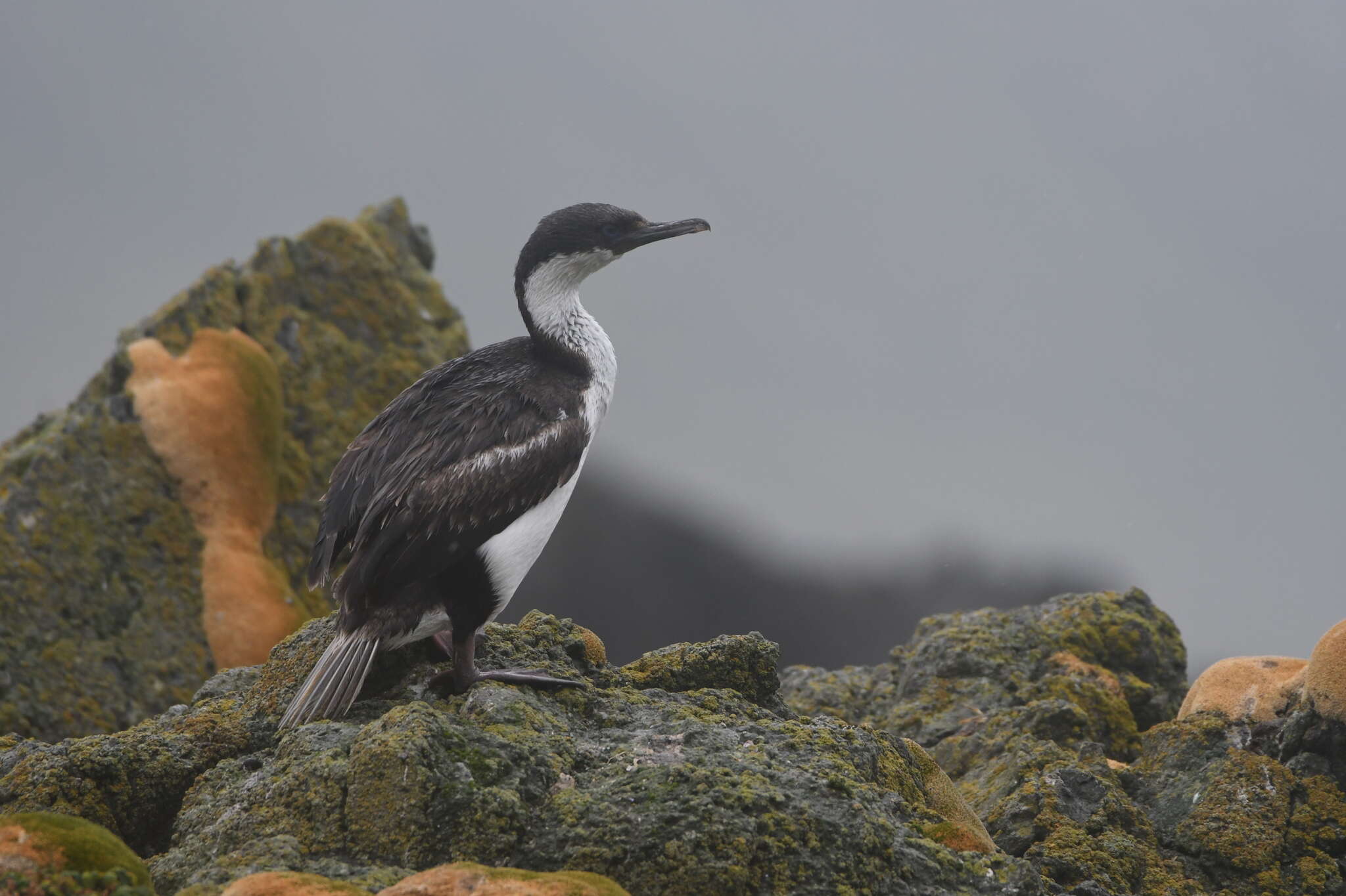 Image of Macquarie Shag