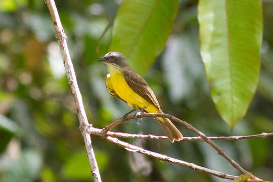 Image of Gray-capped Flycatcher