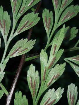 Plancia ëd Asplenium laserpitiifolium Lam.