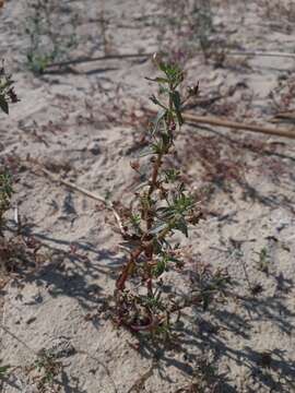 Image of Gratiola pedunculata R. Br.