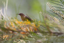 Image of Dusky Honeyeater