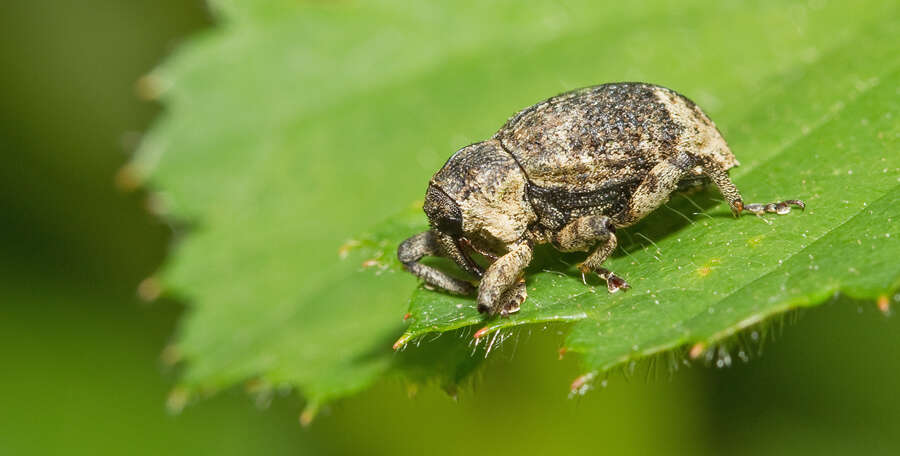 Image of Weevil