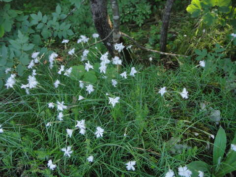 صورة Dianthus petraeus subsp. petraeus