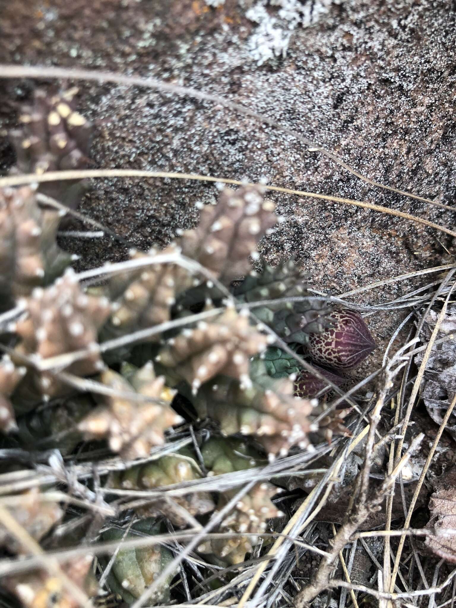 Sivun Ceropegia whitesloaneana (Nel) Bruyns kuva