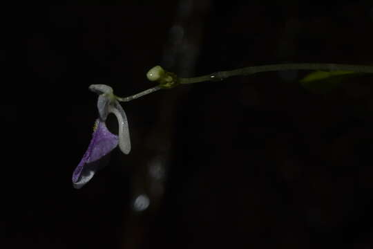 Image of Impatiens agumbeana V. Bhaskar & B. A. Razi