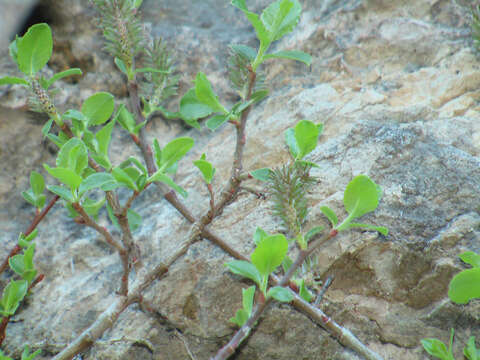 Image of Salix tarraconensis Pau