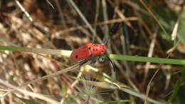 Image of Tetraopes basalis Le Conte 1852