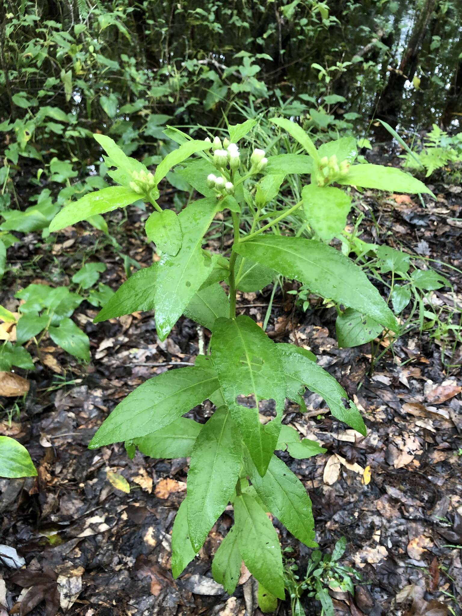 Pluchea longifolia Nash resmi