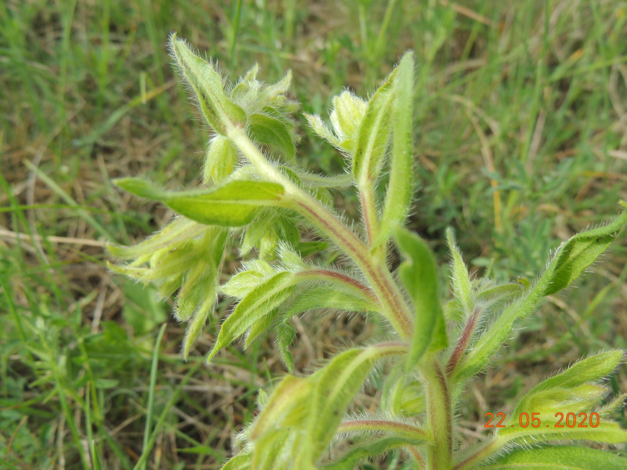 Image of <i>Onosma borysthenica</i>