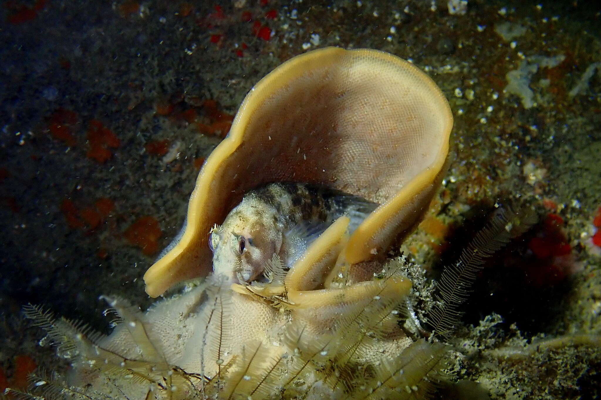 Image de Parablennius tasmanianus (Richardson 1842)