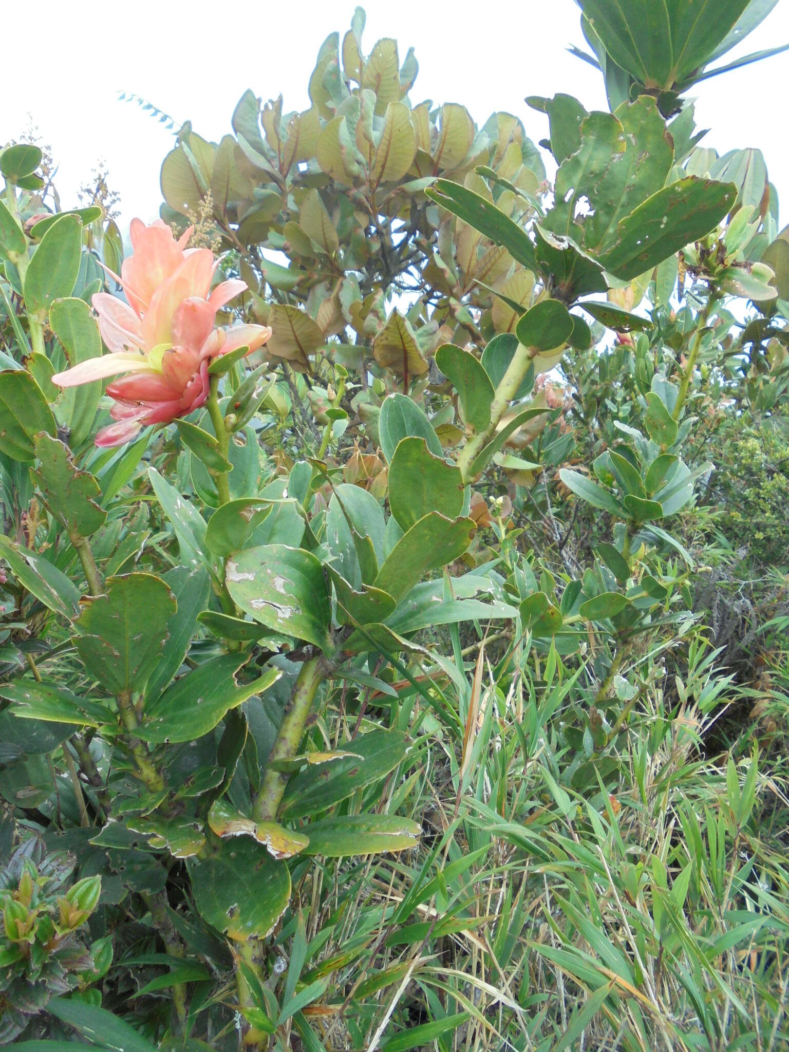 Image of Cavendishia nitida (Kunth) A. C. Sm.