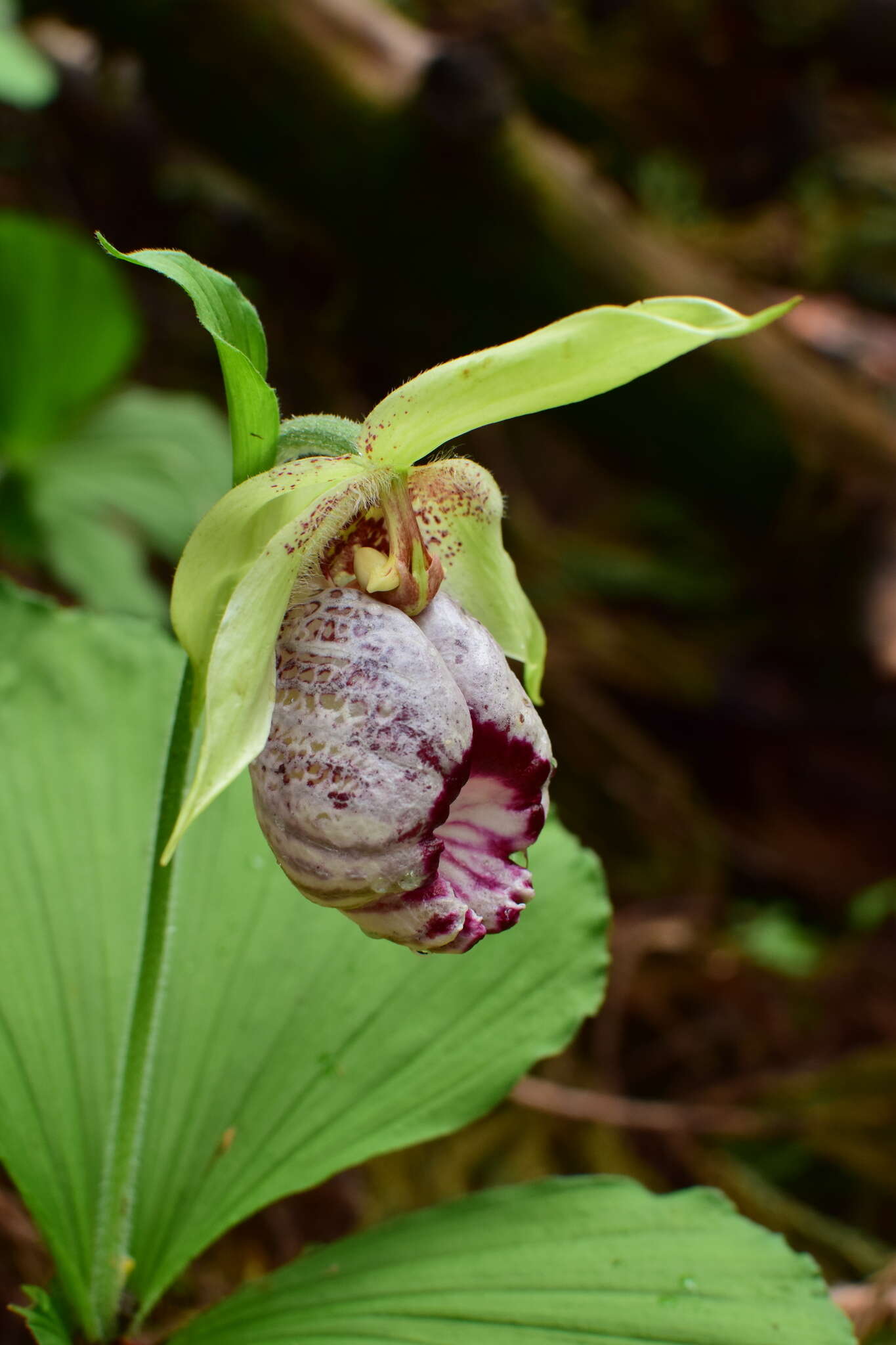 Image of Korean ladyslipper