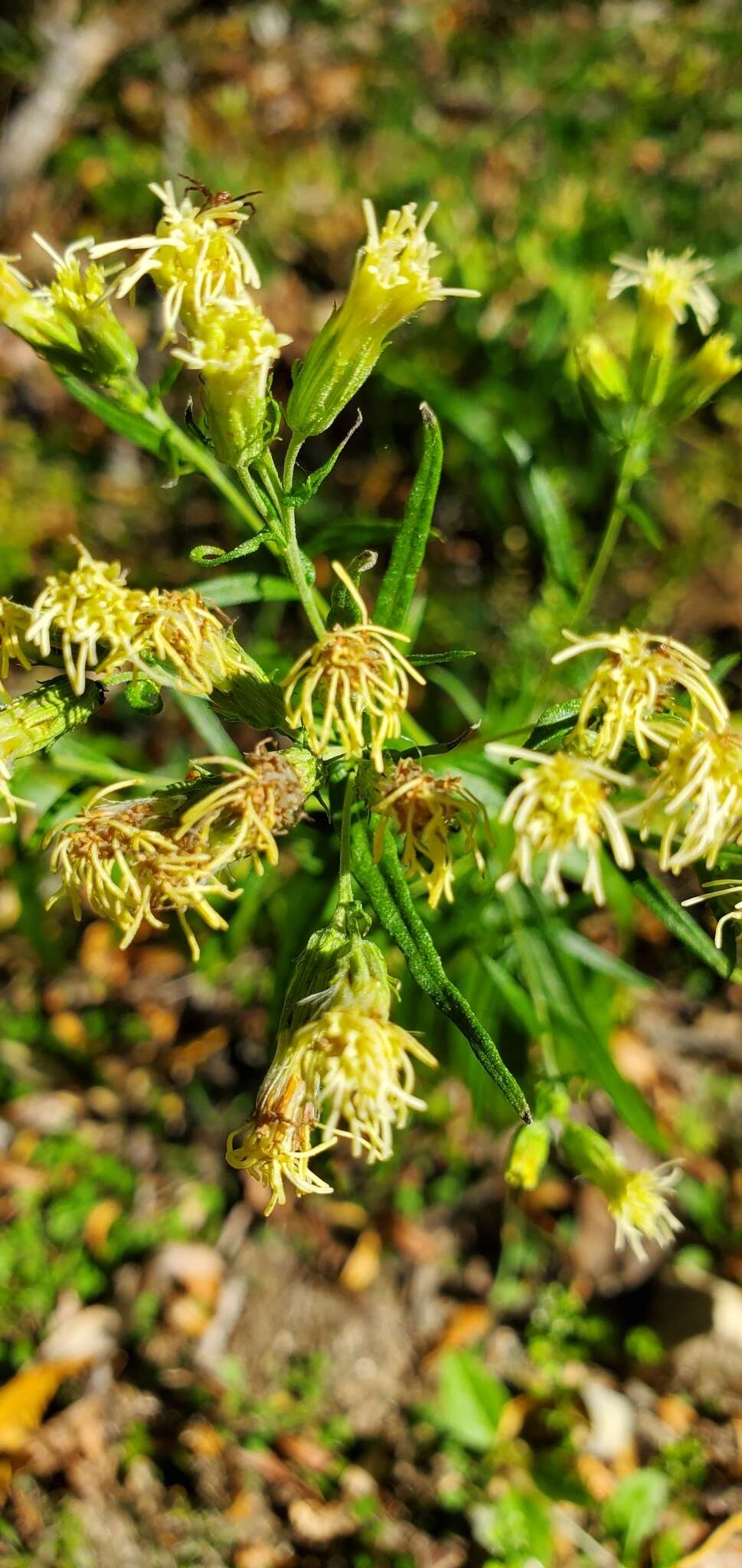 Image of false boneset