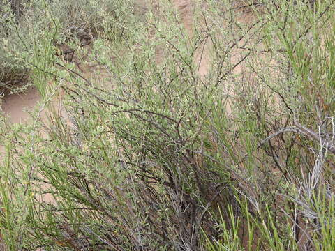 Слика од Bougainvillea spinosa (Cav.) Heimerl