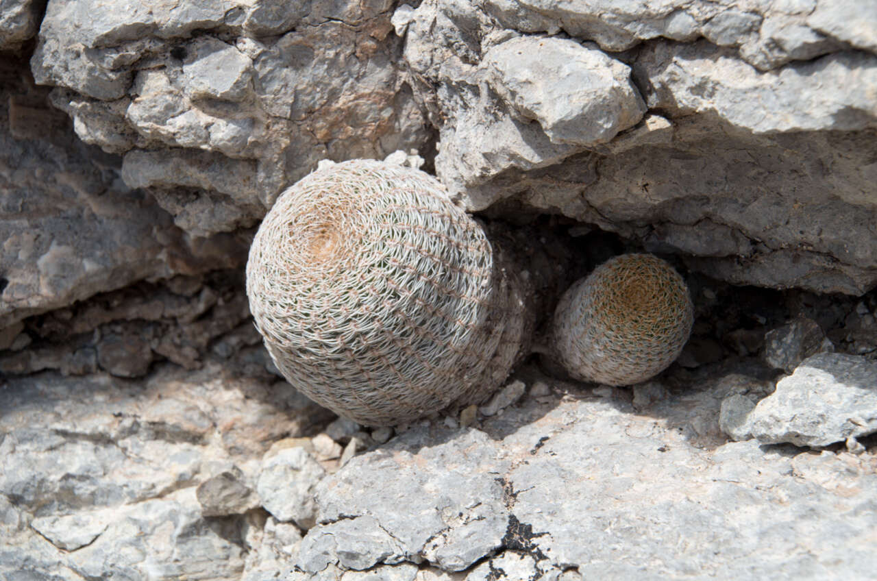 Image de Echinopsis famatimensis (Speg.) Werderm.