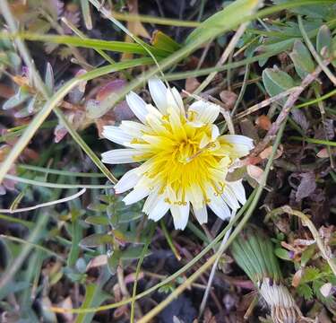 Taraxacum coreanum Nakai的圖片